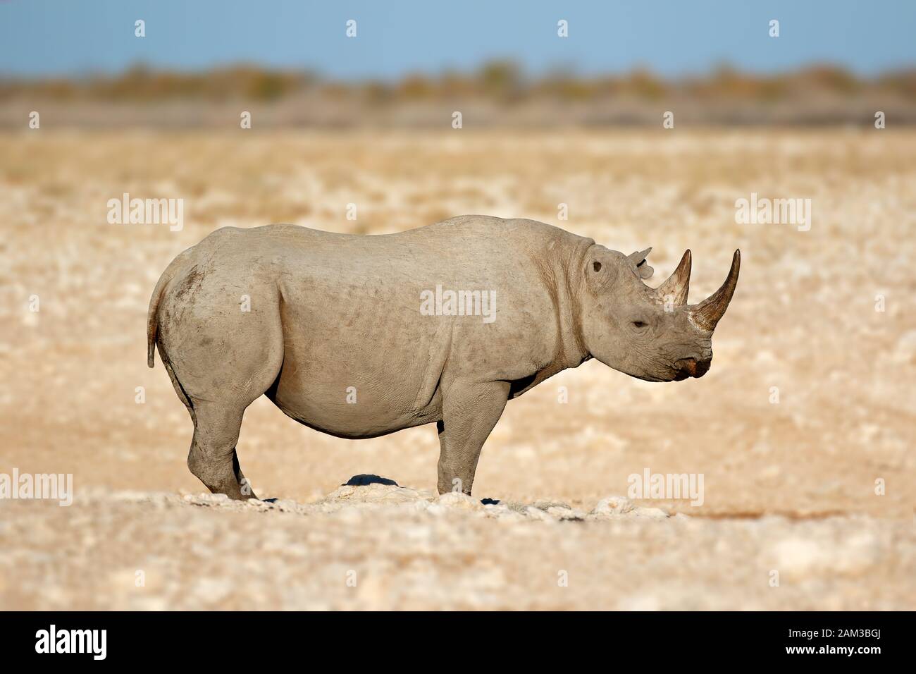 A black rhinoceros (Diceros bicornis) in the arid landscape of Etosha National Park, Namibia Stock Photo