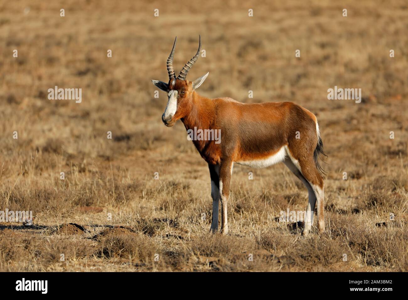 A blesbok antelope (Damaliscus pygargus) standing in grassland, South Africa Stock Photo