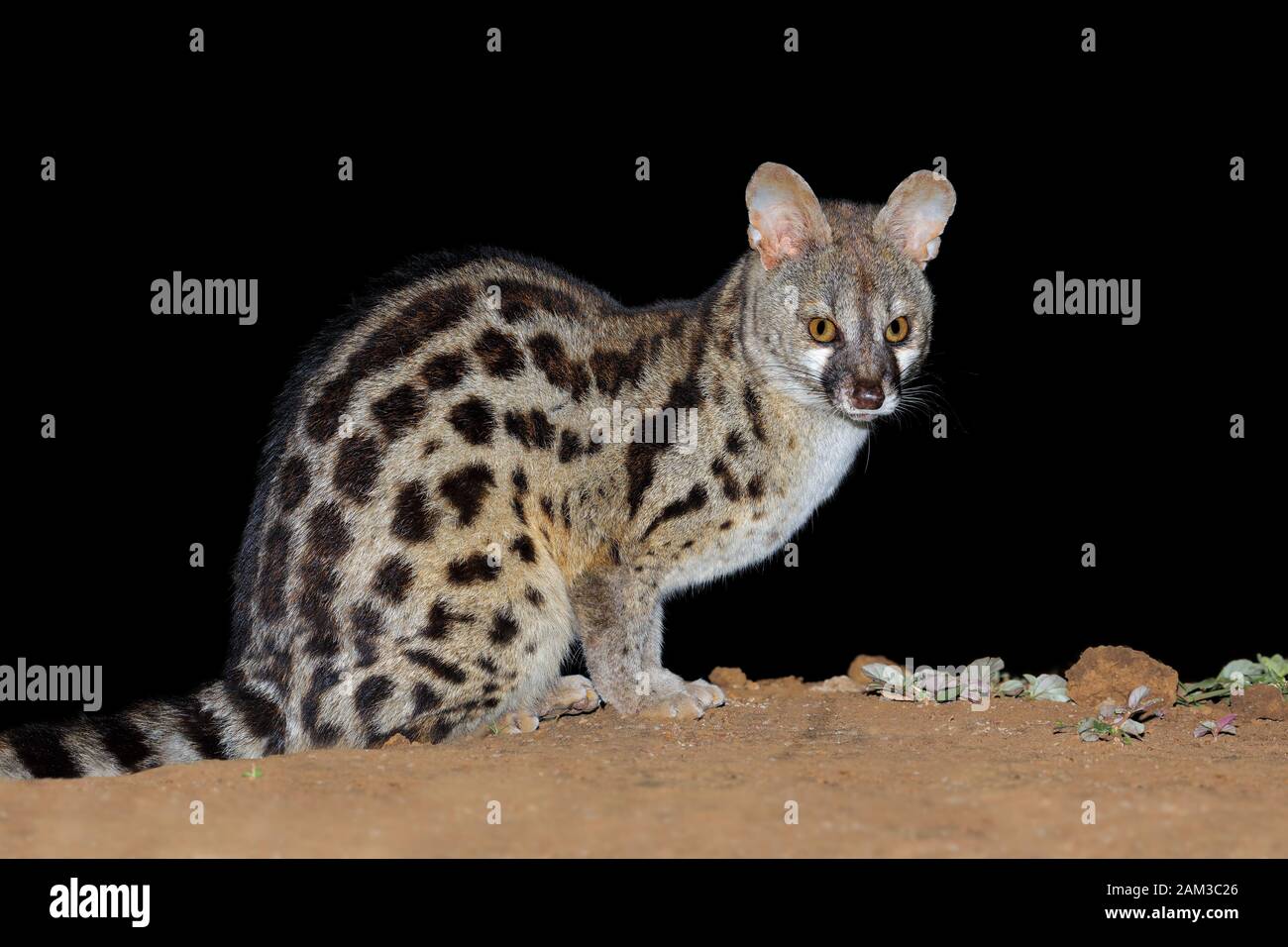 Nocturnal large-spotted genet (Genetta tigrina) in natural habitat, South Africa Stock Photo
