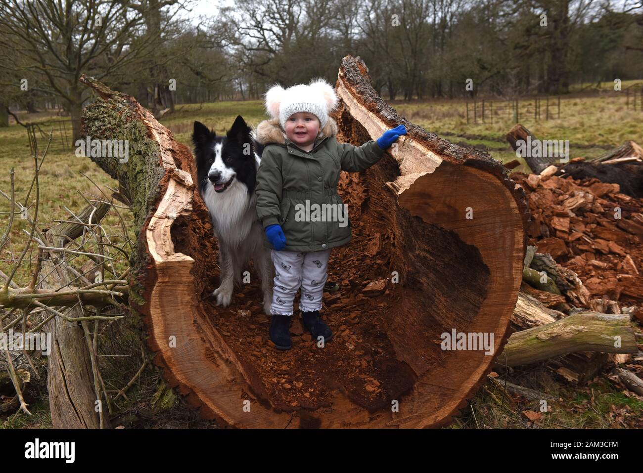 Border Collie dog and young child on rotten fallen oak tree Britain Uk Stock Photo