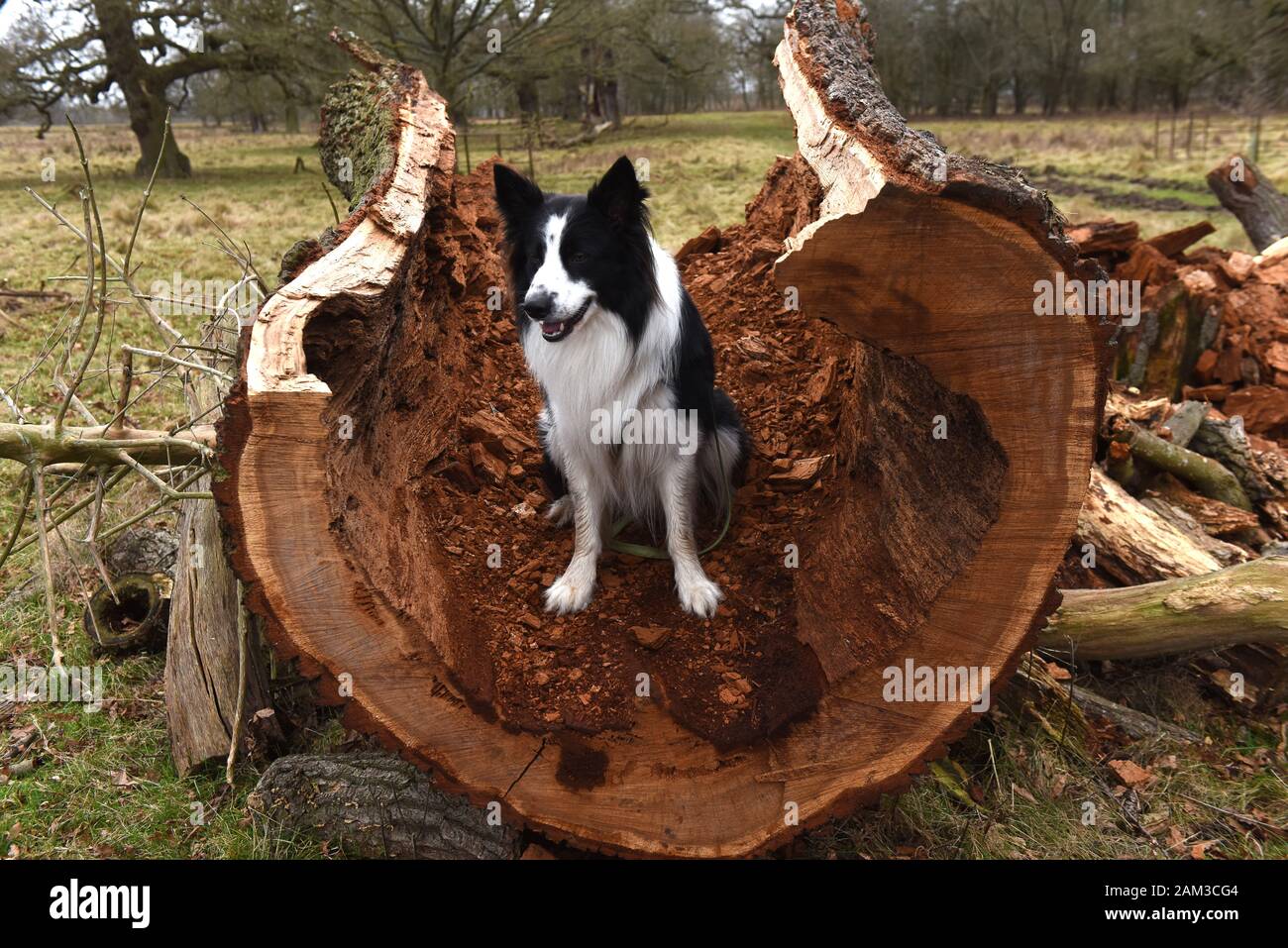 Border Collie dog on rotten fallen oak tree Britain Uk Stock Photo