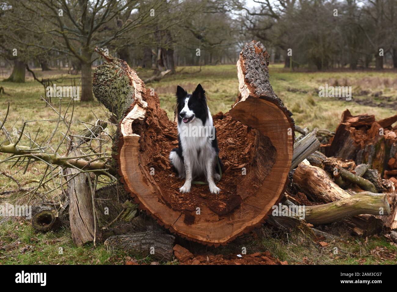 Border Collie dog on rotten fallen oak tree Britain Uk Stock Photo