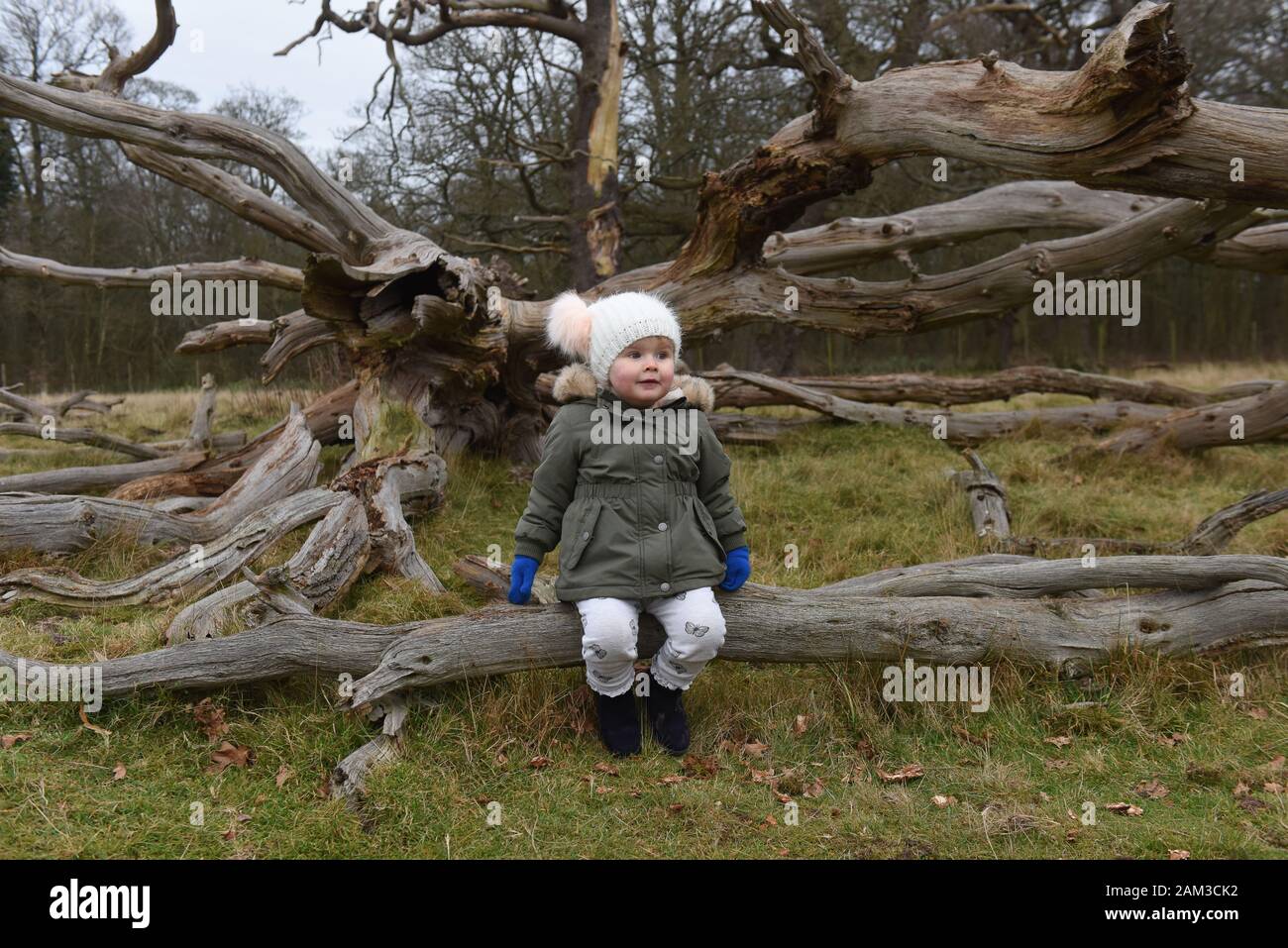 Young child on rotten fallen oak tree Britain Uk Stock Photo