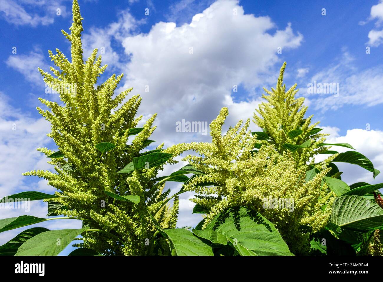 Pseudo-cereal domesticated plant Kaniwa Chenopodium pallidicaule canihua plant Stock Photo