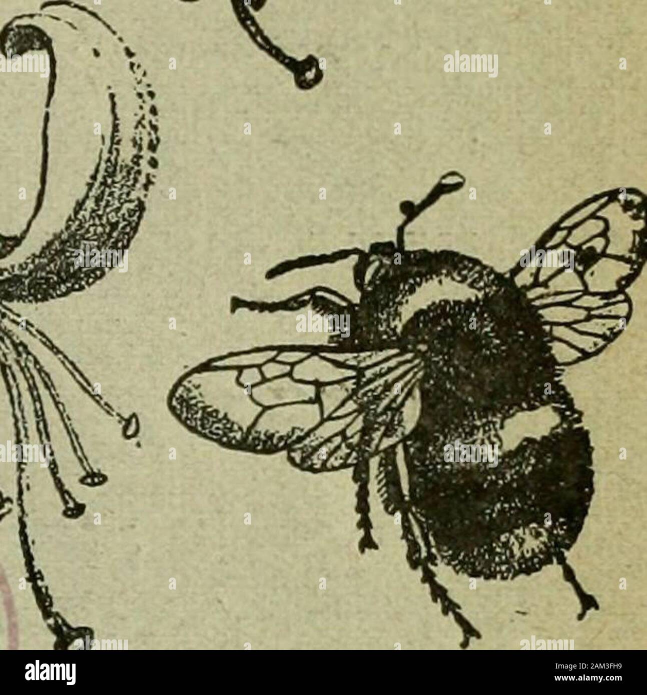 The Entomologist S Record And Journal Of Variation A On The Entomologists Recori Axd Journal Of Variation Edited By J V Tutt F E S Assisted By T Hudson Beare B Sc P E S F E S E M Burr