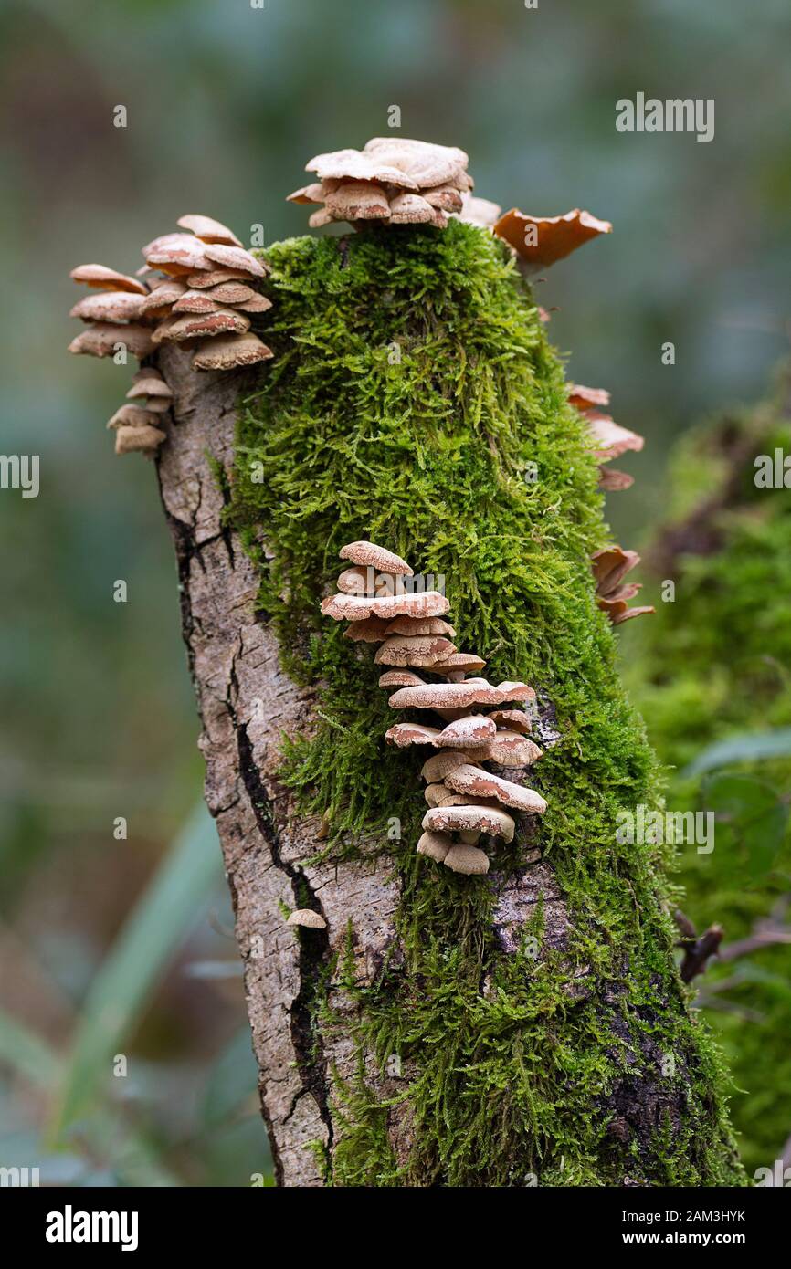 Fungi and moss on old birch tree stump in portrait format. Small white crusted texture on cap and stalks growing in tiers and clumps with green moss Stock Photo