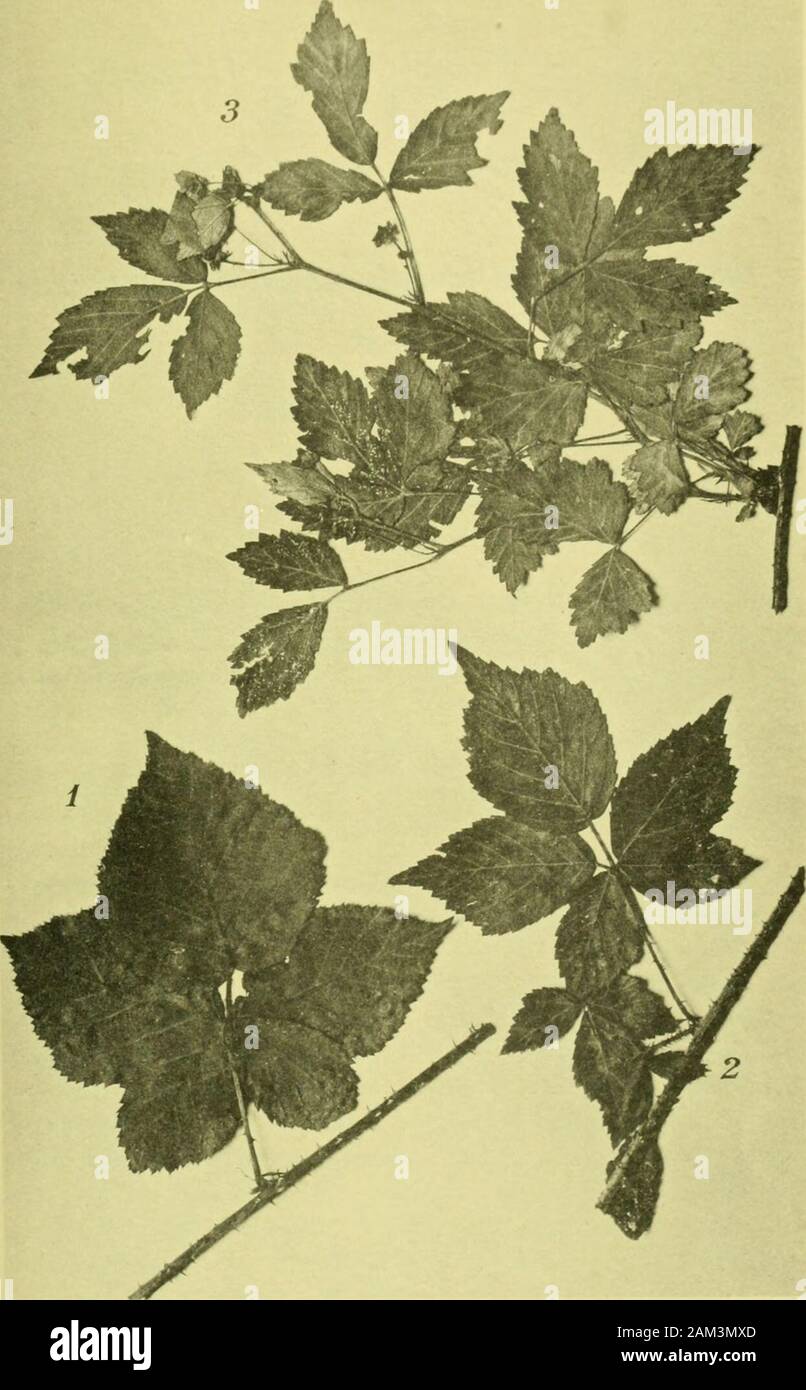 Arkiv för botanik . Ljustr. J. Cederquist, Stlilni. Tre andra generationens afkomlingar af R. acuminatus Lindeb. 9 x cassius L. (f. Fig. 1 kraftig form med 7-taliga blad. Fig. 2 acutus-liknande form, kraftigt väpnad med 5-taliga blad. Fig. 3 pruinosus-liknande form med 7-taliga blad. Arkiv för Botanik. B. 6. N:o 16. Tafl. 16.. Ljustr. J. Cederquist, Stiilm. Två andra generationens afkonilingar af den vildt växande R. Balfourianus Blox. 9 X cssius L. (f (R. progenerans Lidf.K Fig. 1 R. gyninetoides Lidf. Fig. 2 R. progenitus Lidf. ARKIV VOR BOTANIK. BAND 6. N:o 17. lieber einige lappläiidiselie Stock Photo