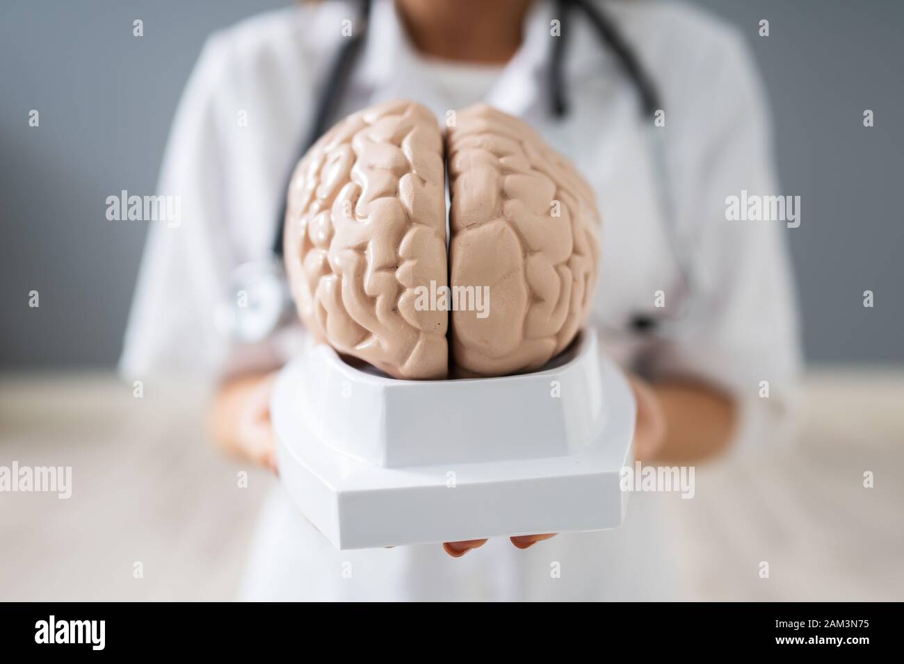 Close-up Of A Doctor's Hand Holding Human Brain Model Stock Photo - Alamy