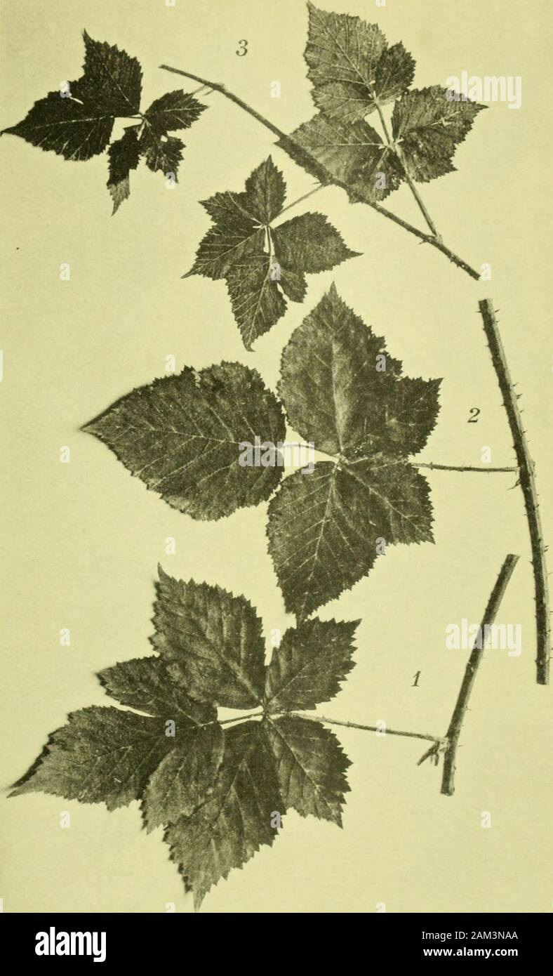 Arkiv för botanik . Ljustr. J. Cederquist, Stlilm. Tre andra generationens afkomlingar af R. acuminatus Lindeb. 9 x cassius L cT. Fig. 1 medclstarkt väpnad form med tretaliga blad. Fig. 2 starkt väpnad form med 7-taliga blad. Fig. 3 ytterst svagt väpnad form med breda 5-7-taliga blad (samma buske som Tafl. XI, fig. 2). Arkiv för Botanik. B. 6. N:o IG. Tafl. 15.. Ljustr. J. Cederquist, Stlilni. Tre andra generationens afkomlingar af R. acuminatus Lindeb. 9 x cassius L. (f. Fig. 1 kraftig form med 7-taliga blad. Fig. 2 acutus-liknande form, kraftigt väpnad med 5-taliga blad. Fig. 3 pruinosus-lik Stock Photo