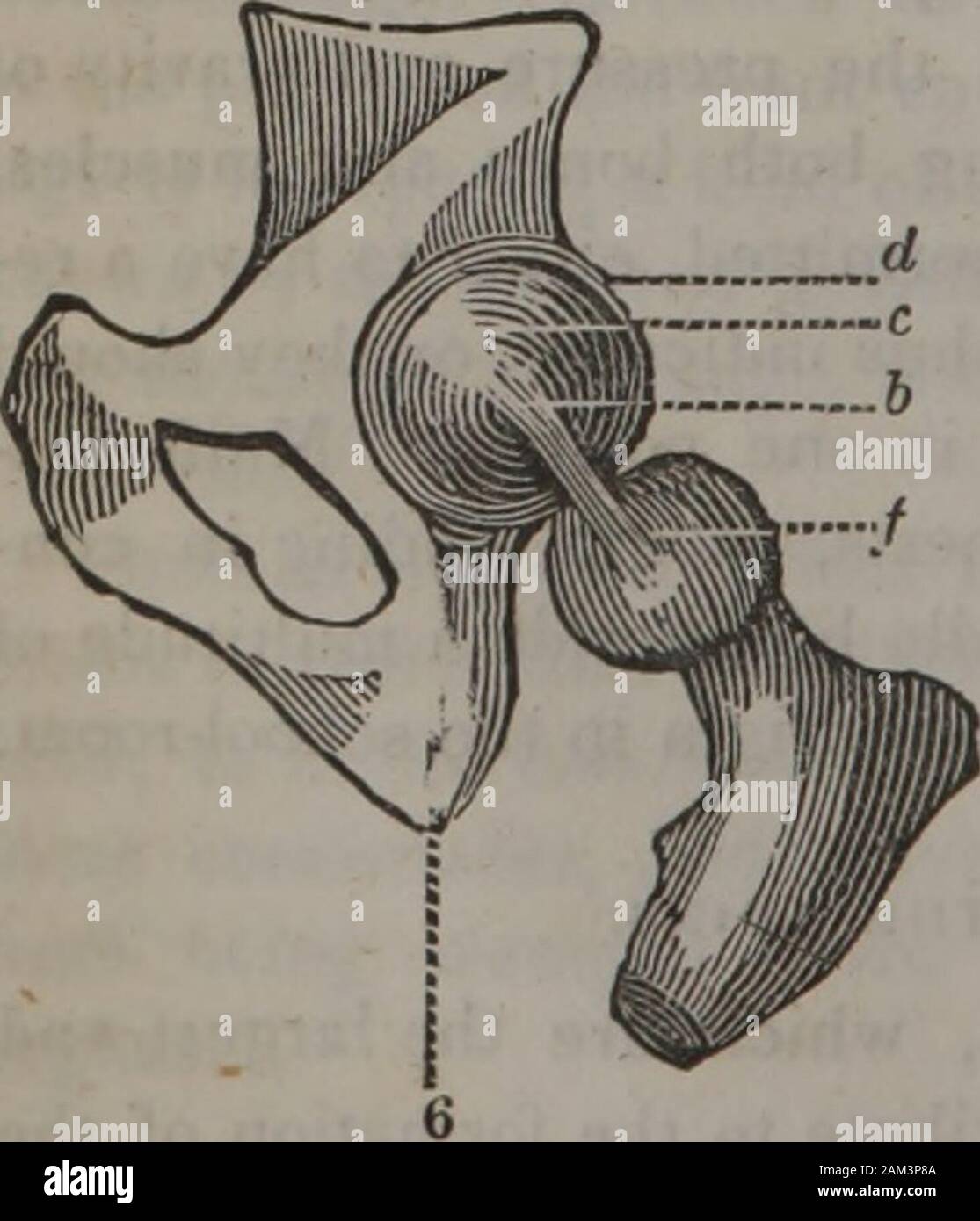 The class-book of anatomy : designed for schools, explanatory of the first principles of human mechanism, as the basis of physical education . Explanations of Fig. 10.This is a drawing of one ofthe lumbar vertebras, — in thesmall of the bark, in commonlanguage It is much larger,and contains considerable moresubstance than those of theback or neck ; — and. it re-quires to be so, as it necessarilysupports the weight of the bodyabove: a is the body ; b b thethe surfaces by which it formsa joint with the block above :ecu. similar surface, to meetthe one below ; d d the sidearms or processes, to wh Stock Photo