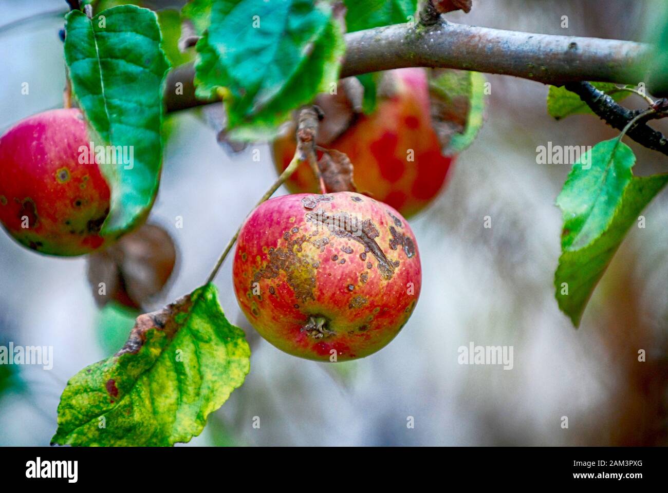 Necrotic spotting and cracking caused apple scab, Venturia inaequalis on a ripe apple on the tree image Stock Photo