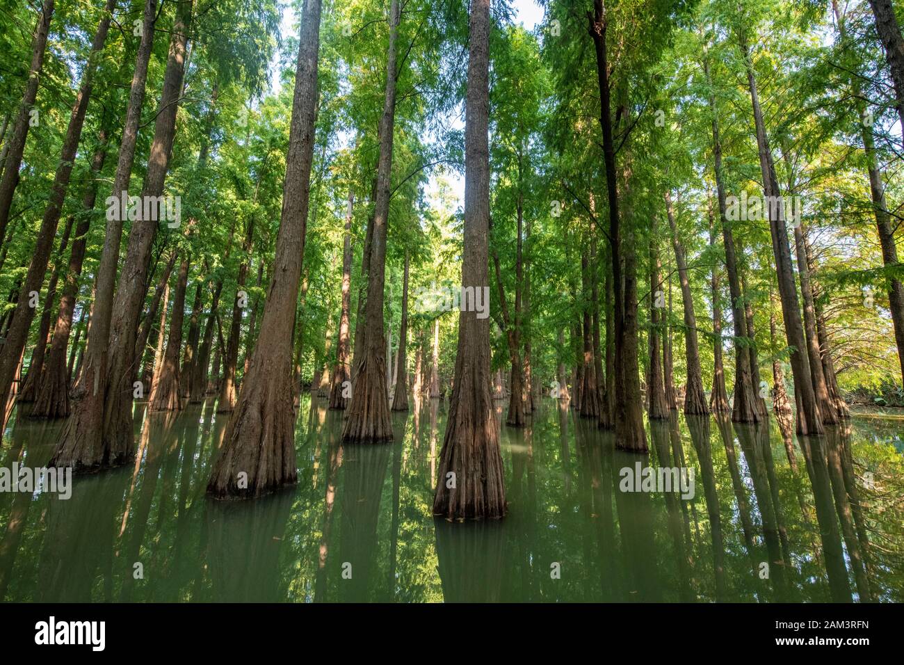 Taxodium distichum trees in the Seven-star Crags Scenic Area at Zhaoqing, China Stock Photo
