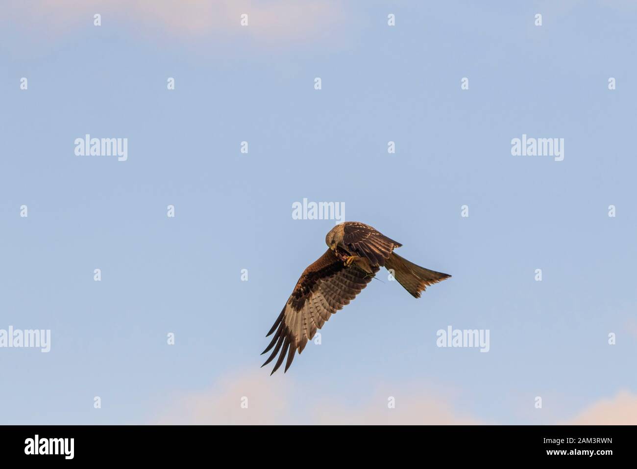 Red Kite feeding on the wing Stock Photo