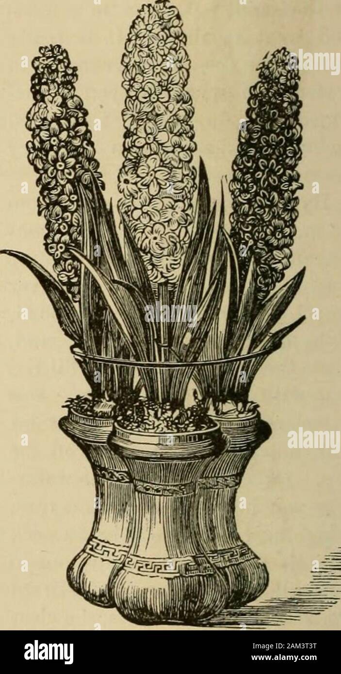 Window gardening : devoted specially to the culture of flowers and ornamental plants for indoor use and parlor decoration . Fig. 28.—Ornamental Hyacinth Glaasfs. Fig. 29.—Tyes Triple Hyacinth fllass. Duke of Wellington, very fine pale rose ; the bells large and beautifully arranged, often giving two spikes.Grootforst, pale rose; good spike, with nicely shaped bells.jRegina Victoria, bright pink ; large bells, and fine spike.Double White—Anna Maria, fine, waxy white, with pink eye ; good formedbells and spike.Jenny Lind, blush white, with purple eye; good bells; com-pact truss. WINDOW GARDENING Stock Photo
