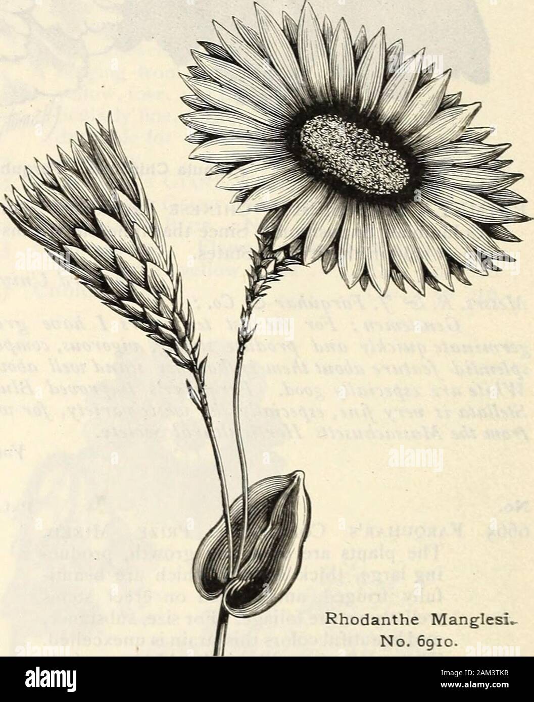 Farquhar's catalogue : spring 1904 . Pyrethrum Roseum, Single Hybrids. No. 6890.. 6900 69056910 6915 Rhodanthe Manglesi-No. 6gio. Half-hardy annuals withEverlasting flowers. They are beautiful forthe open garden, or grown in pots for theconservatory. If required for winter use asdried flowers, they should be cut beforethey are fully expanded; I ft., July-Oct.MACULATA. Bright pink with crimson circle, Oz., .75 — alba. Pure white, very beautiful. -s .75Manglesi. Brilliant rose . l .75 — flore pleno. Beautiful rose-coloredflowers, a large percentage of them double, % oz., 1.25 •OS•OS.05 .10 Mr. F Stock Photo