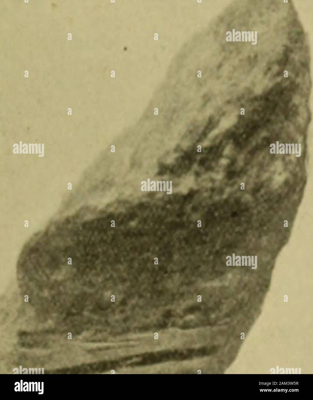 The Quarterly Journal Of The Geological Society Of London L Aninia Cf Patida Micjirlin Xcfin Ftf Size 8p Mimi Ii Tldiii Wlii Li Tlif Transverse Section Sliown In Tl X Ti 0 Lias Been Cut
