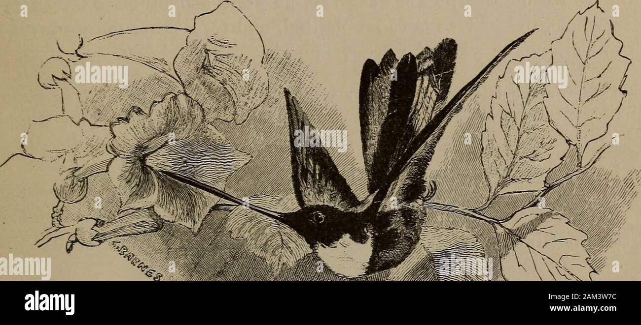 First Lessons In Language Y Who Neglects His Errands And The Comfort Ofthose Who Love Him What Kind Of Boy Was Jamie Lesson 195 Has Lain Or Has Laid Lain A