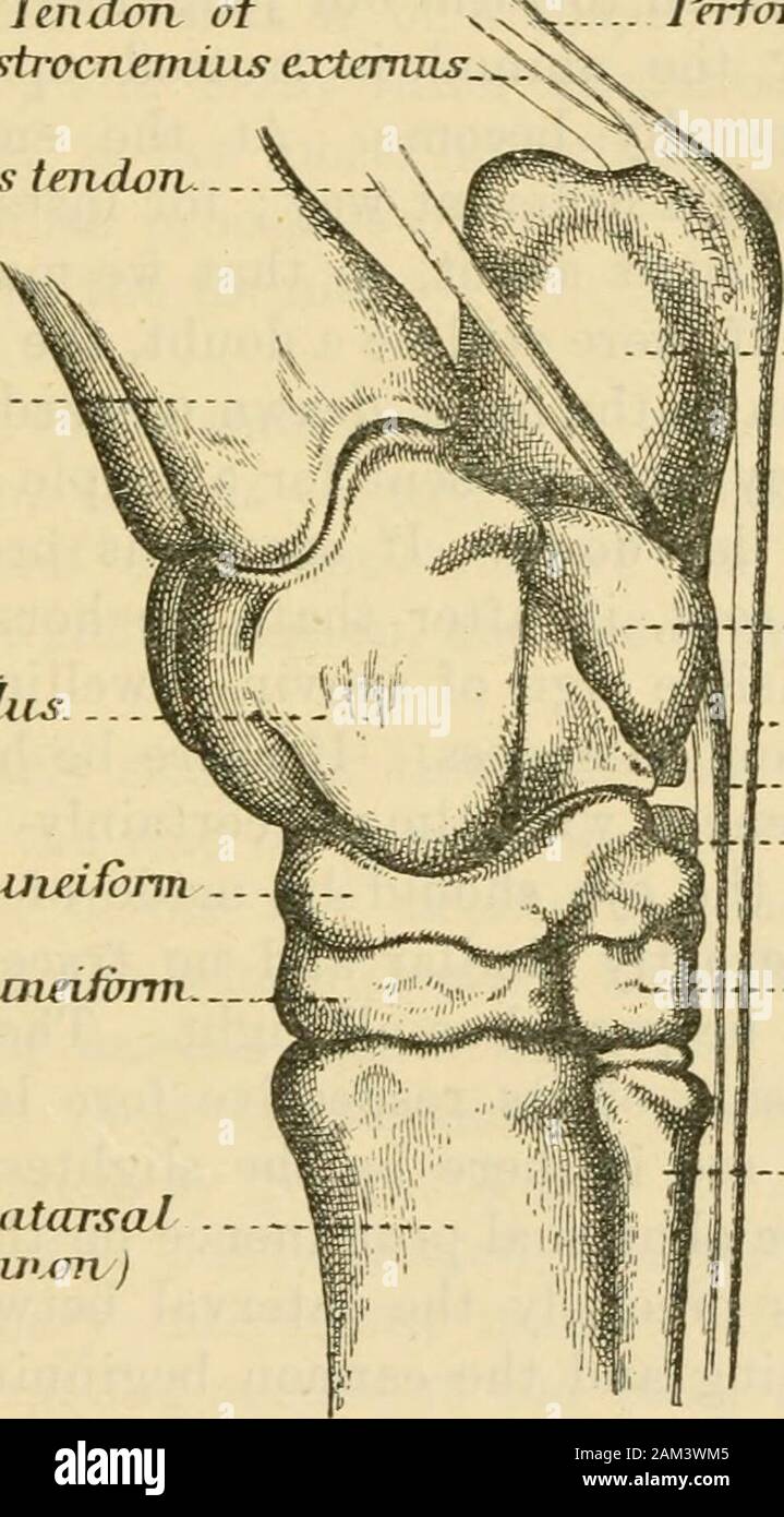 Gliding joint hires stock photography and images Alamy