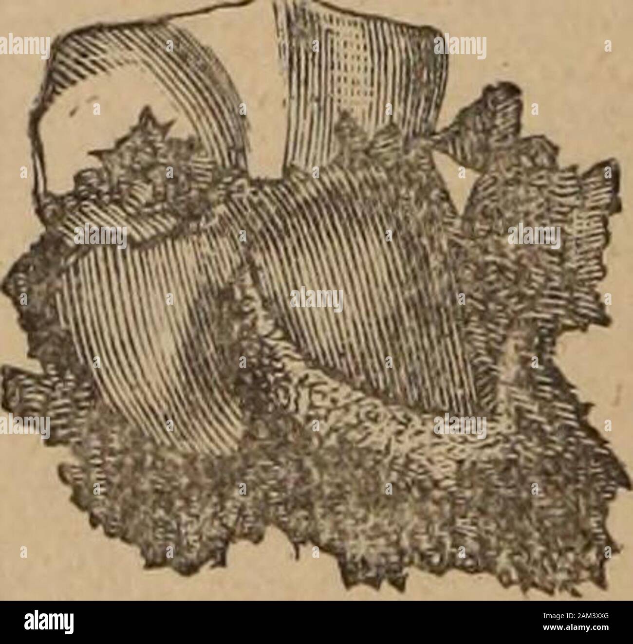 Lectures on operative dental surgery and therapeutics . Buccal view.Fig. 74. Linj^ual view, PlG. 75. (third molar), periosteal excitation having, by adhesiveinflammation, developed a condition commonly calledanchylosis ; yet there is wanting an authenticated case oftrne anchylosis of cementum and socket. An example 180 Stock Photo