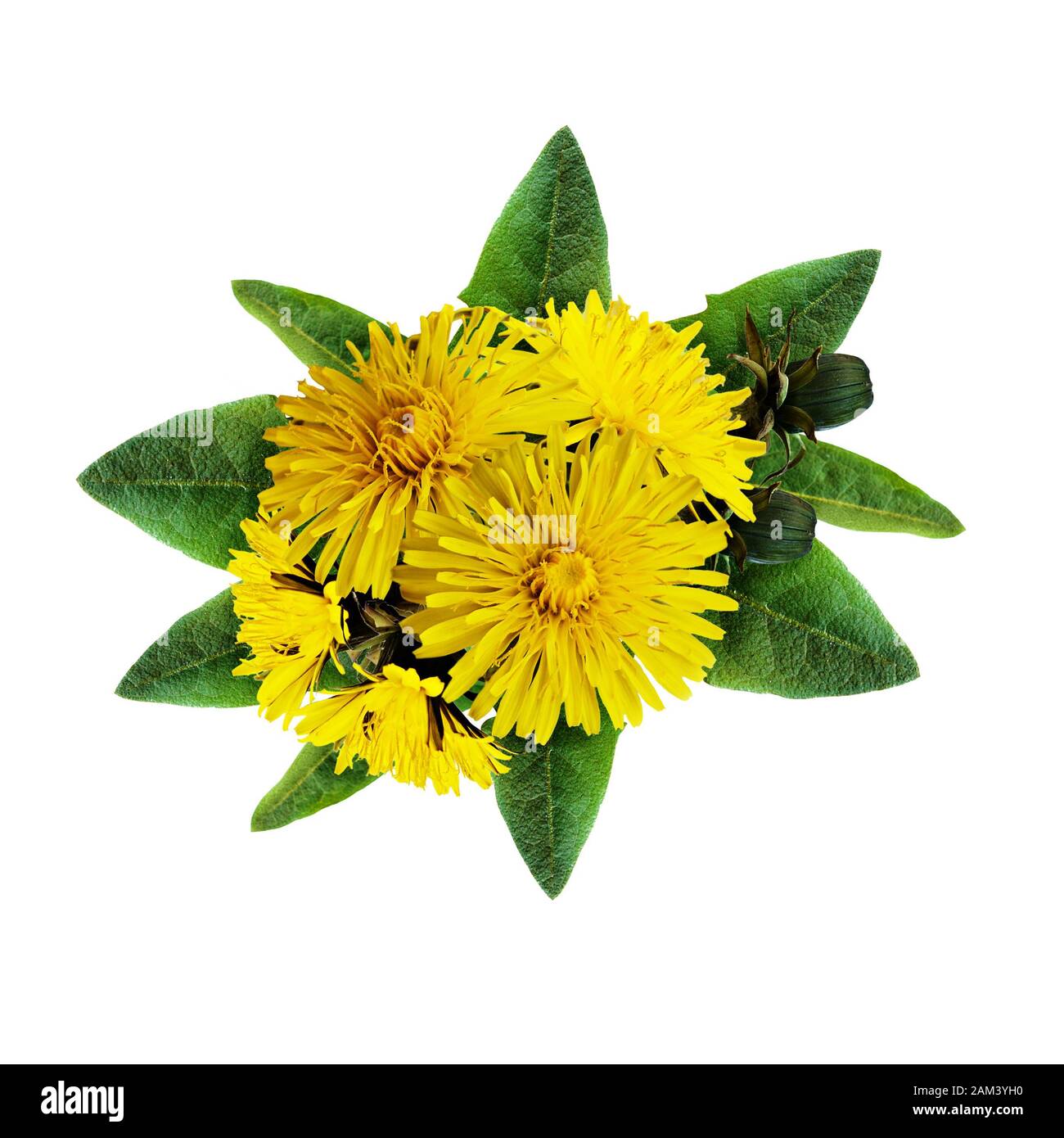 Dandelion flowers bouquet isolated on white Stock Photo Alamy