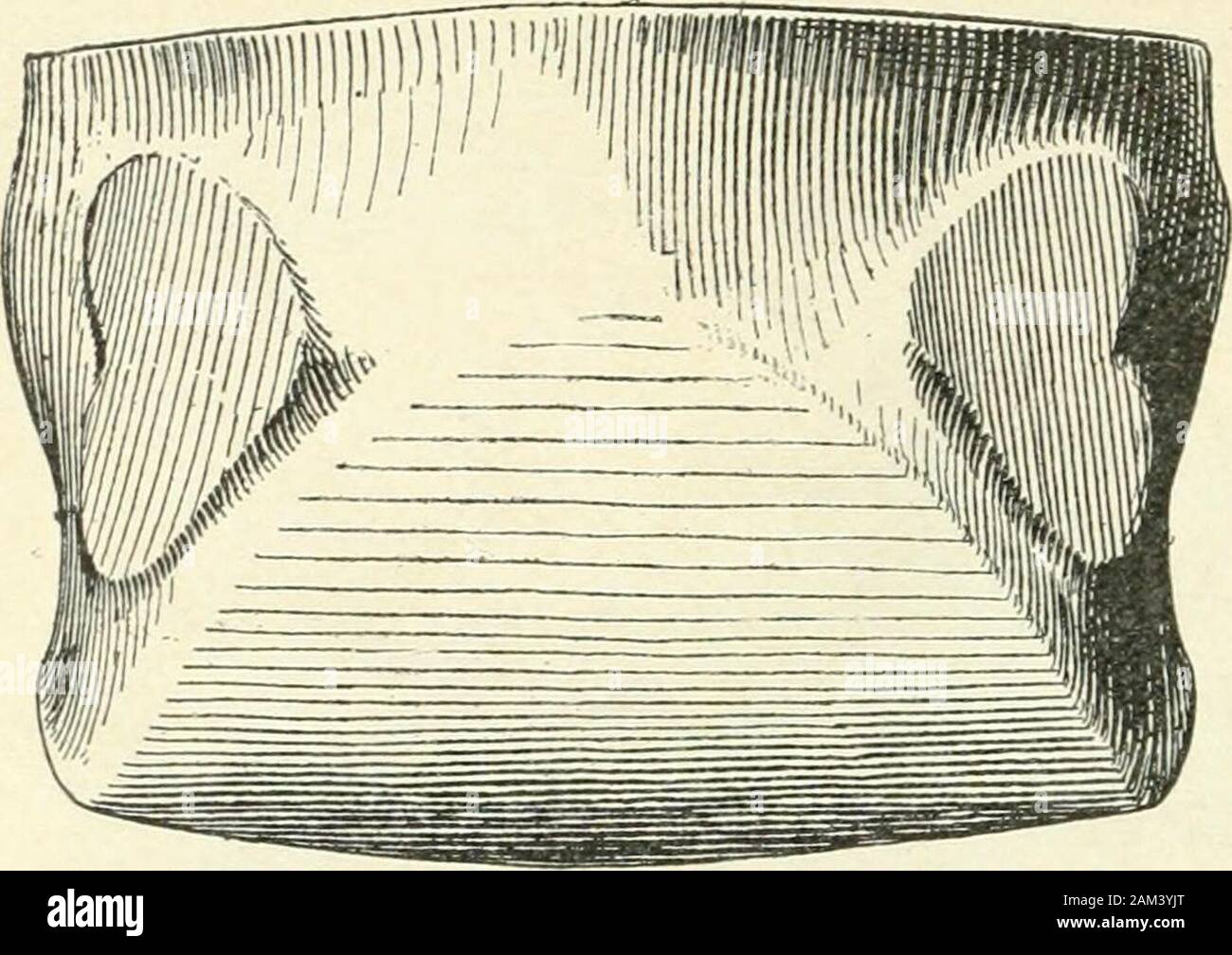 Plexus sacralis hires stock photography and images Alamy