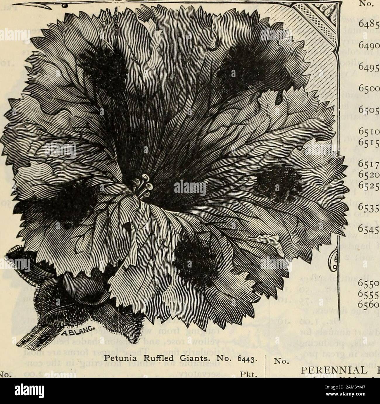 Farquhar's catalogue : spring 1904 . uc-ing flowers of medium size in great vari-ety of colors. Very free-blooming and ex-cellent for beds and masses . Oz., 1.50 .10Fine Mixed. Choice colors . .75 .05Striped and Blotched. Very effectivestrain for beds and borders; flowers beau-tifully striped and mottled . Oz., 2.00 .10 Crimson .75 .05 White 1.00 .05 NANA COMPACTA MULTIFLORA. InimitableDwarf. The flowers are beautifully stripedand they completely cover the compactlittle plants. This variety is most usefulfor edgings and for early blooming in pots; 6 inches % oz., 1.00 .25 GIANT OR GRANDIFLORA. Stock Photo