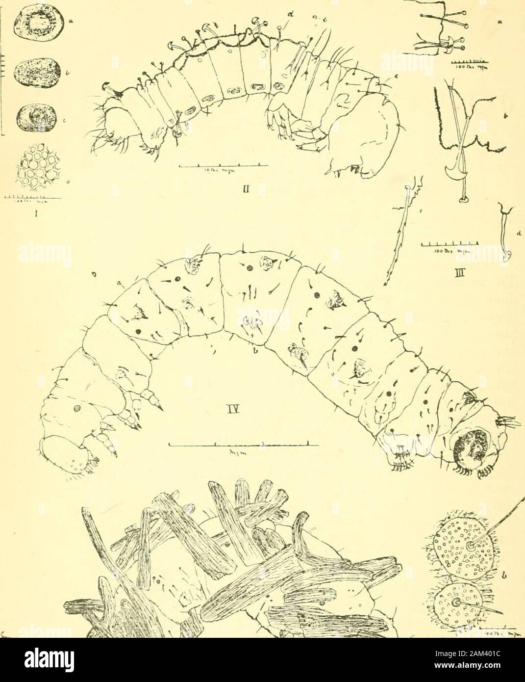 The Entomologist's record and journal of variation . vAt (/rairclla, Mill.,  is a Isi/r/iidca, and not a varietyof Kiiichnojitrrix lailla. He further  names the Esterei examples of /,.inilla (which Milliere incorrectly referred