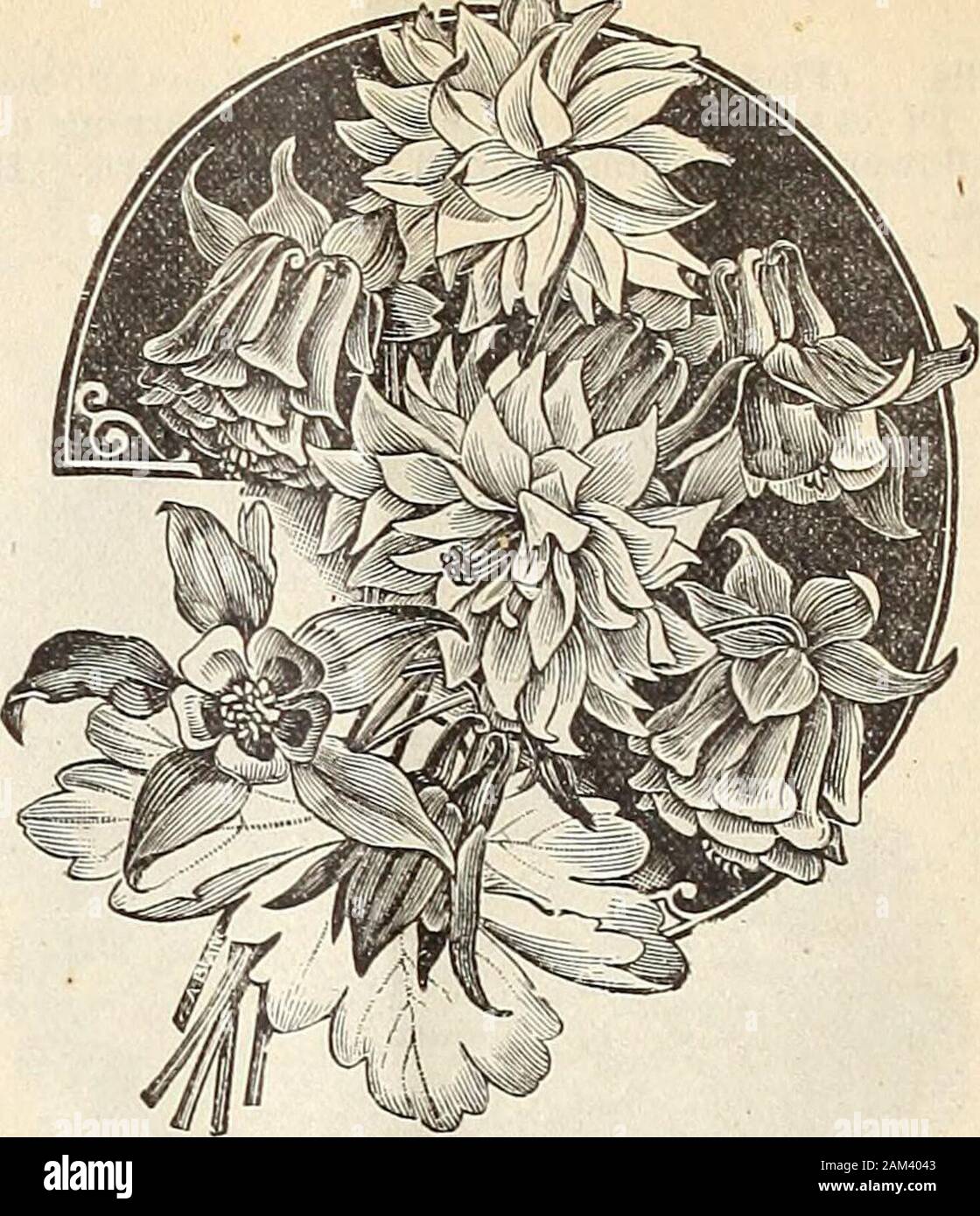WmElliott & Sons seedsmen : 1898 . AQUILEGIA. Skinneri. Scarlet, tipped with yellow, very hand-some species Pkt. 10 Vulgarisfl.pl. Fine double varieties, mixed 5 ARNEBIA. Cornuta. A charming annual with curious and exceedinglybeautiful flowers, of a rich yellow, with five large blackspots, the latter changing in the second day to deepmaroon, and on the third to clear yellow 25 ABABIS. Alpina. The earliest and prettiest spring flower. Willthrive in any dry soil and is particularly adapted to rock-eries and broad borders. The spreading tufts are denselyclothed with neat bright green leaves and c Stock Photo