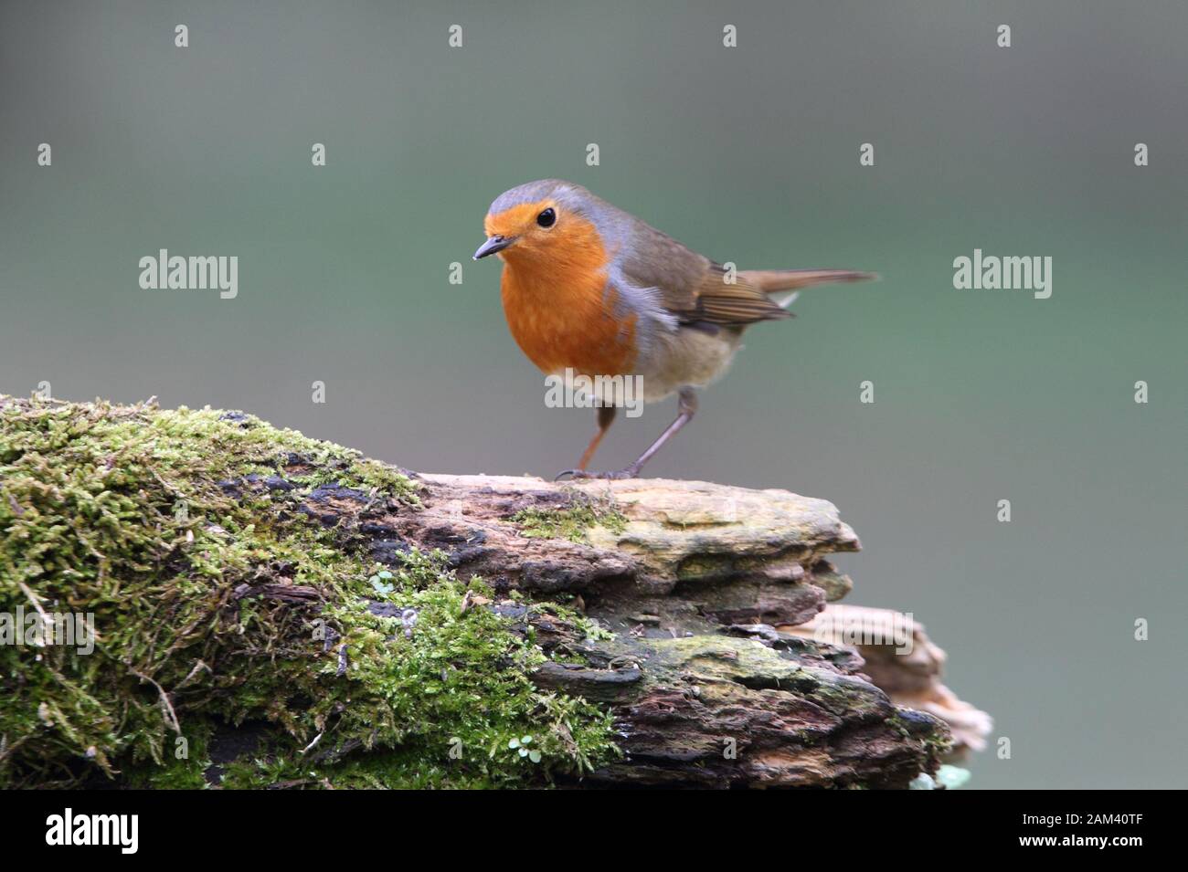 female-european-robin-hi-res-stock-photography-and-images-alamy