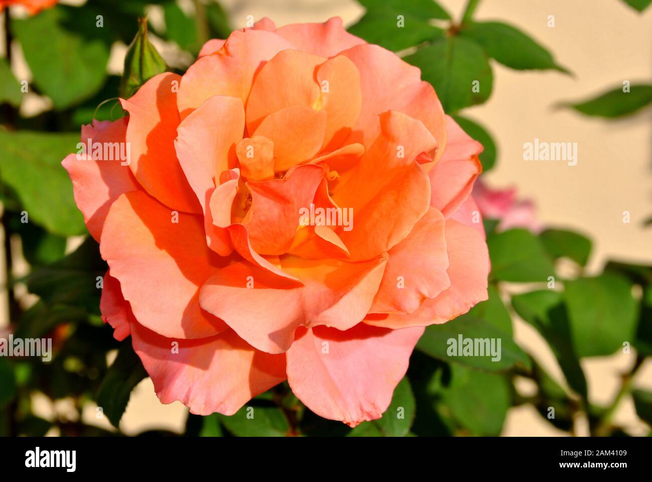 A close up view of a rose Tuscan Sun flower Stock Photo