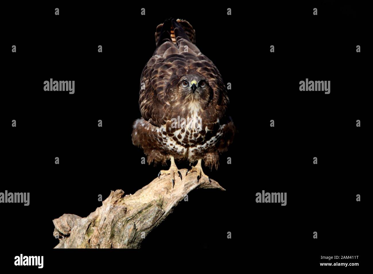 Common buzzard with the last lights of the afternoon made in low exposure, Buteo buteo Stock Photo