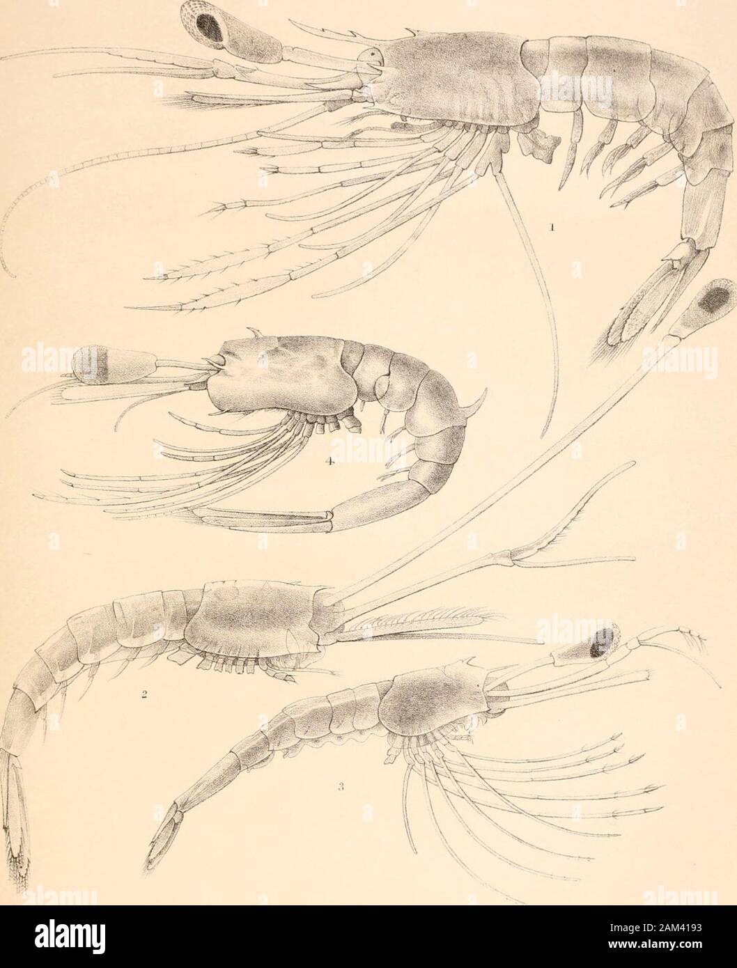 Report on the scientific results of the voyage of H.M.SChallenger during the years 1873-76 : under the command of Captain George SNares, R.N., F.R.Sand Captain Frank Turle Thomson, R.N. . 1. ICOTOPUS ARCUROSTRIS. 3. HECTARTHROPUS COMPRESSUS 2. HECTARTHROPUS EXILIS . 4,5. D° EXPANSUS. 6. HECTARTHROPUS TENUIS PLATE CXLV. (ZOuL. CHALL. EXP. PART LII. 1888.) Fff. PLATE CXLV. Eretmocaris remipes (p. 895).Fig. 1. Lateral view ; enlarged ten times. Eretmocaris longicaulis (p. 897).,, 2. Lateral view; enlarged eighteen times. Eretmocaris stylorostris (p. 898).,, 3. Lateral view ; enlarged fifteen time Stock Photo