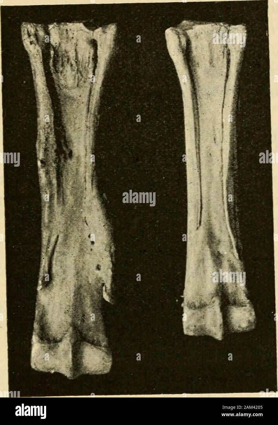 Veterinary notes for horse owners : a manual of horse medicine and surgery . 1st. The simple splint, which is away from the knee, and doesnot interfere with the tendons and suspensory ligament (Fig. 81).In the majority of cases splints are of the simple form, which, asit occasions but little lameness, is of trifling consequence as faras the usefulness of the horse is concerned. 2nd. The double or pegged splint occurs when there are twosplints, one upon the outer, the other upon the inner side of theleg, directly opposite tO one another, as though they were pinned SPLINTS. 237 together through Stock Photo