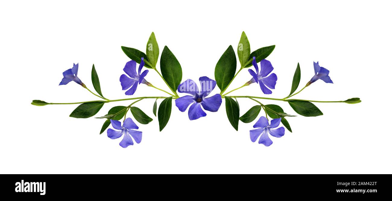 Periwinkle flowers composition isolated on white Stock Photo