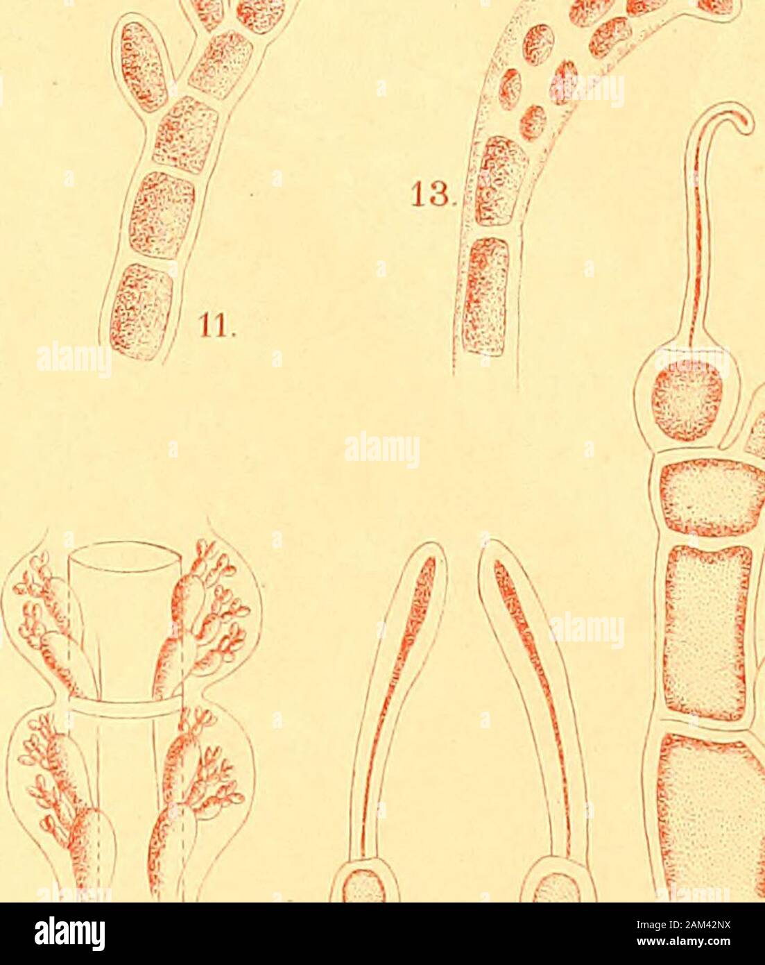 Analecta algologica : observationes de speciebus algarum minus cognitis earumque dispositione . ft-x - : /Si ^f. | / Peiithaiimion Fig.1 -2, fieterothamnion Fig. 3 5, Acrothamnion Pig. 6 -10j Gymnothamnion Fig.lM4; Callithamnion Fig.15-20. rdh Ana Stock Photo