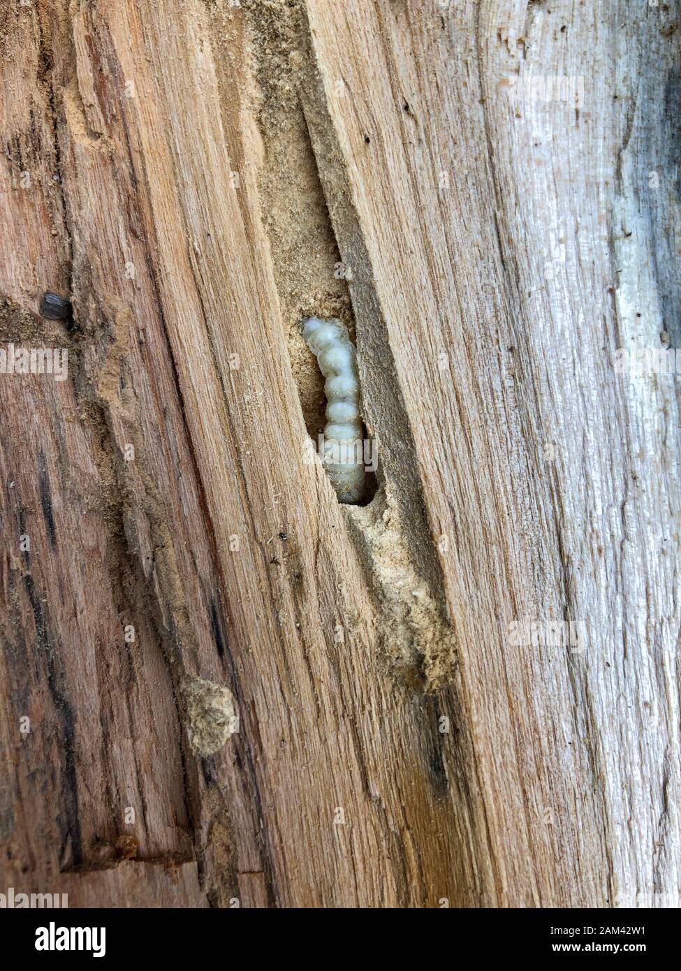 A beetle larva that lives in wood and destroys wood products Stock
