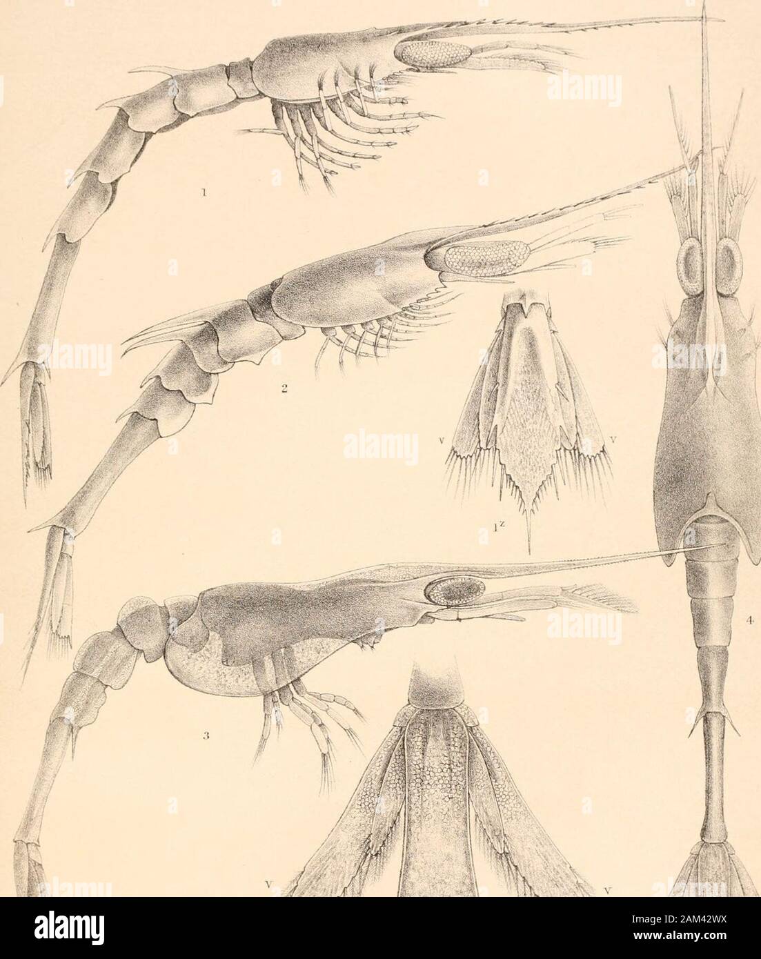 Report on the scientific results of the voyage of H.M.SChallenger during the years 1873-76 : under the command of Captain George SNares, R.N., F.R.Sand Captain Frank Turle Thomson, R.N. . I . OODEOPUS GEMINIDENTATUS . 3.OODEOPUS SERRATUS.vu2. D° SERRATUS . 4. D° ARIY1ATUS. 5 OODEOPUS LONGISPINUS . PLATE CXLTII. (ZOOL. CHALL. EXP—PART LII.—1888.)—Fff. PLATE CXLIII. Oodeopus intermedins (p. 879).Fig. 1. Lateral view ; enlarged twenty times.,, lv.z.v. Rhipidura. Oodeopus duplex (p. 880). „ 2. Lateral view ; enlarged twenty times. Oodeopus gibbosus (p. 882).,, 3. Lateral view ; enlarged twenty-two Stock Photo