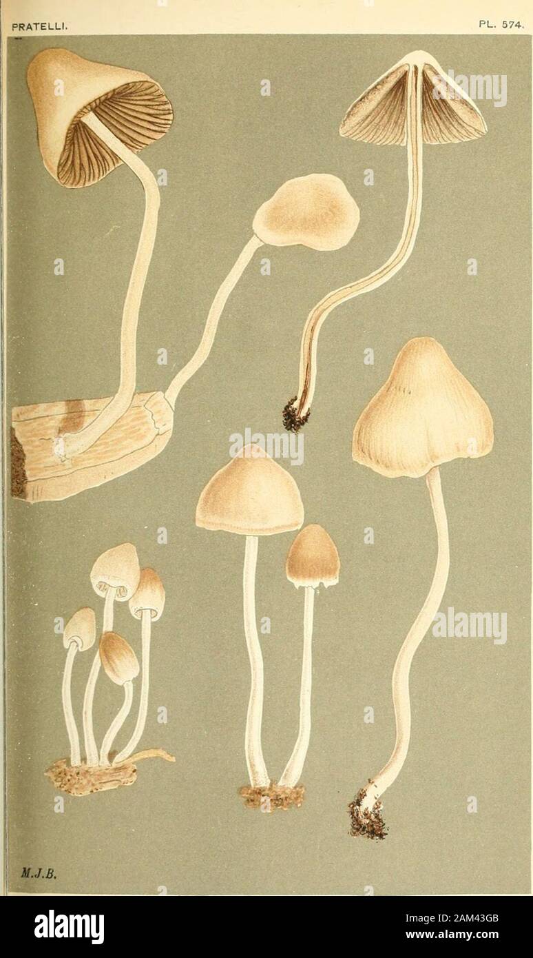 Illustrations of British Fungi (Hymenomycetes), to serve as an atlas to the 'Handbook of British Fungi' . A6ARICUS (PSILOCYBE) SPADICEUS. Fries,about Humps. Eppinff Forest. Oct., 1882. Il PL. 574.. AGARICUS (PSILOCYBE) CERNUUS. Fi. JJn.i.mmjiirjat chif^^ deaxl leaveSy J^c. Kiiig^s Cliffe, 1883. PL. 590. Stock Photo