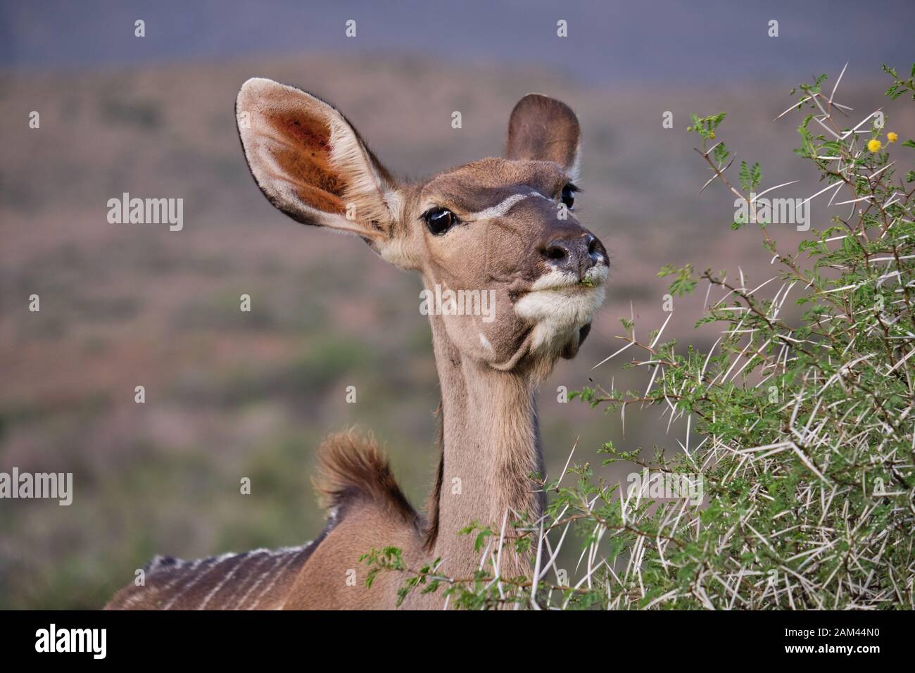 Head shot portrait of a female greater Kudu (Tragelaphus strepsiceros) going to eat the branch of an acacia bush Stock Photo