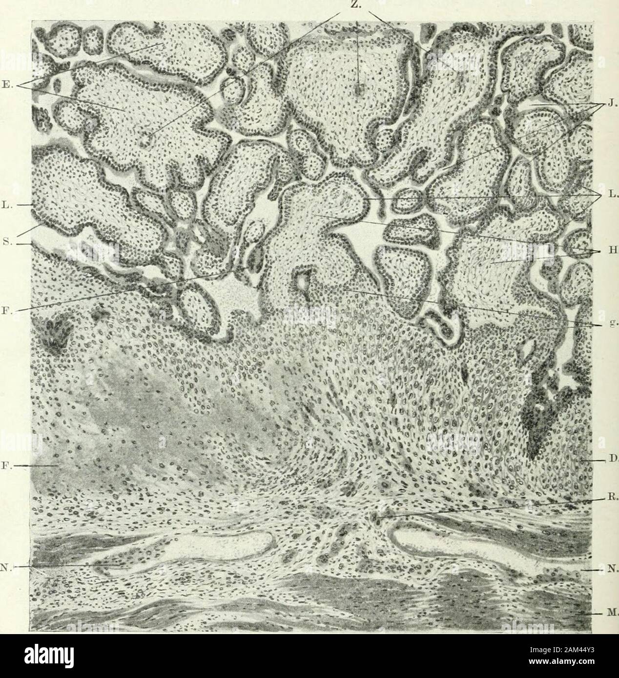 Handbuch der Physiologie des Menschen . üsen treten produktive Veränderungen andem Gefäßapparate der Schleimhaut im Bereiche der Decidua basalisauf. Schon Ende der zweiten Schwangerschaftswoche zeigen sich in der Basalisgegenüber der Vera die Gefäße beträchtlich erweitert. Später verschwindendie Capillaren und Venen mehr und mehr dadurch, daß sie bis auf die an derMuskelgrenze sowie an der Peripherie der Placenta gelegenen zu den sogenanntenintervillösen Bäumen umgewandelt werden (Pfannenstiel). Die ArterienstämmeNagel, Physiologie des Menschen. II. q 114 Placentarbildung. bleiben dagegen in d Stock Photo