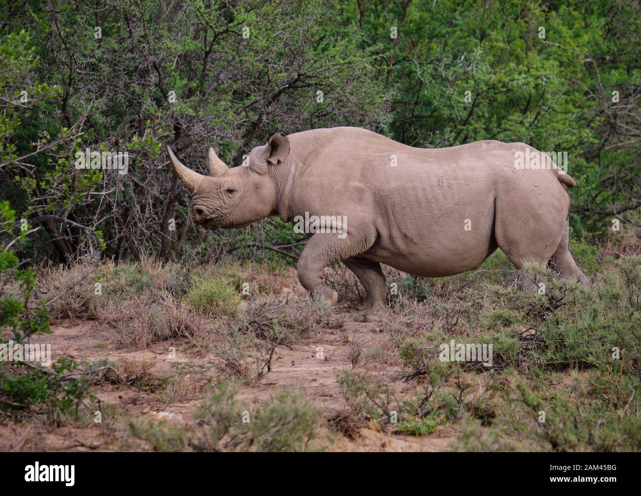 Lateral profile of a black rhinoceros (Diceros bicornis) in walking motion in dry arid landscape, with acacia bush background Stock Photo