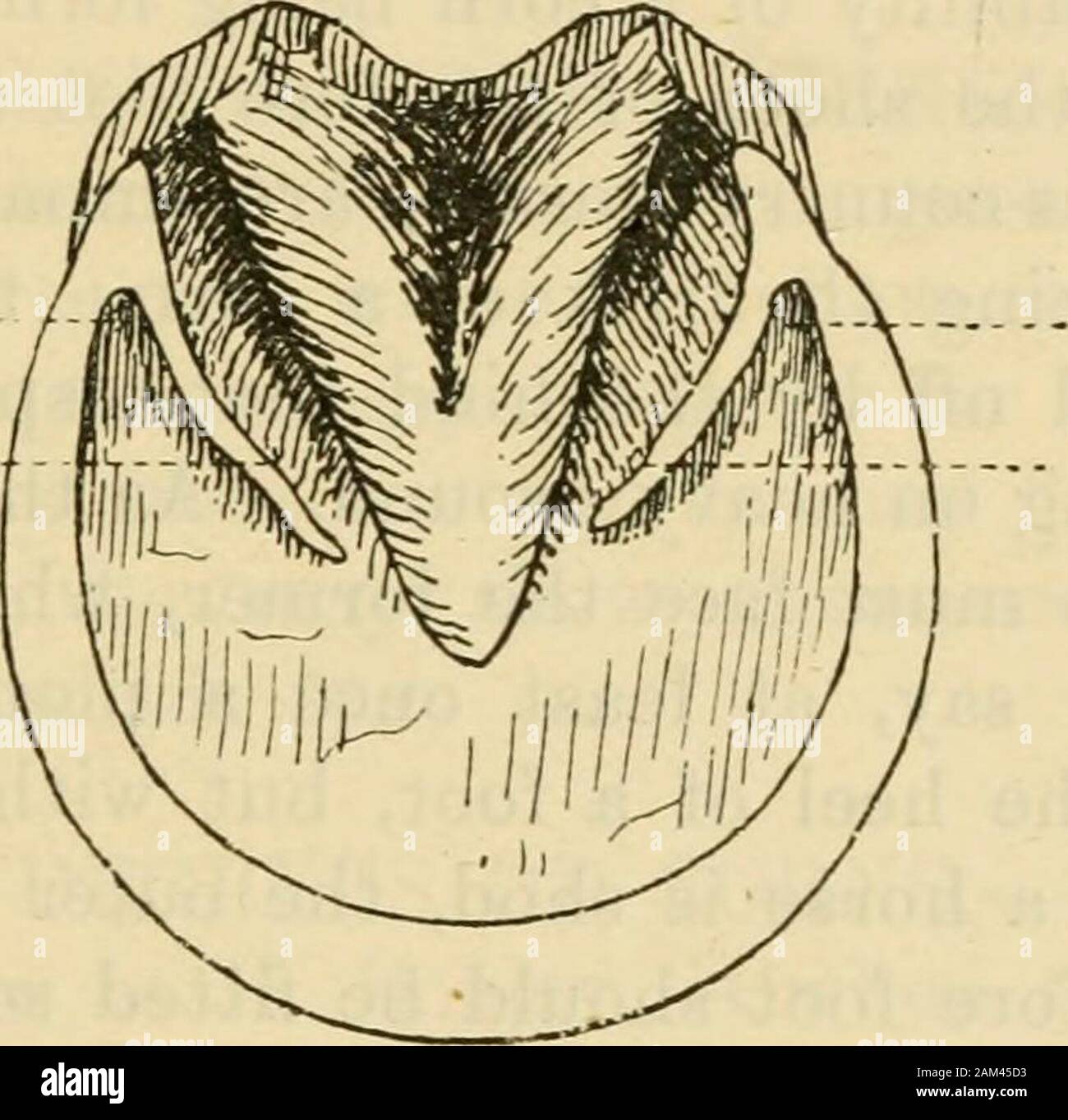 Veterinary notes for horse owners : a manual of horse medicine and surgery . orns occur frequently in the fore feet,they are rarely found in the hind ones; the reasons being thatthe latter are far less exposed to concussion than the former;their soles are, naturally, more arched, and, consequently, areless exposed to injury; the heels are stronger, and as a rule COKNS. 221 are not lowered so much in shoeing as the heels of the forefeet. The fact that corns occur much more frequently on theinner heel, than on the outer, is usually accounted for by thesupposition that more weight is thrown on th Stock Photo