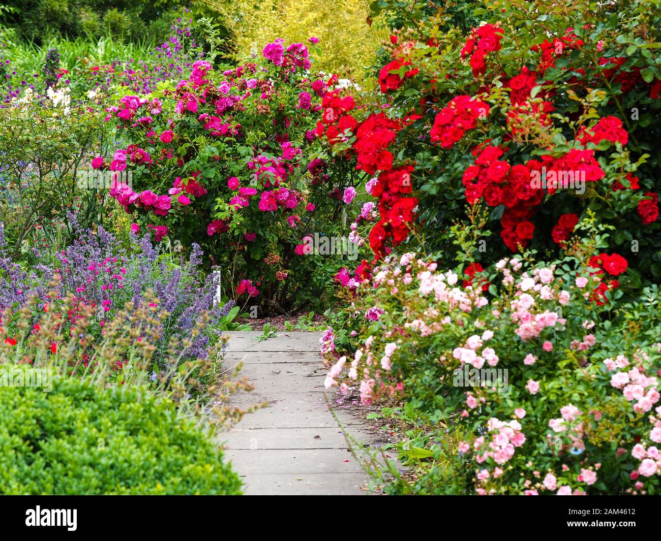 Bright flower display around a garden path in a cottage garden in summer Stock Photo