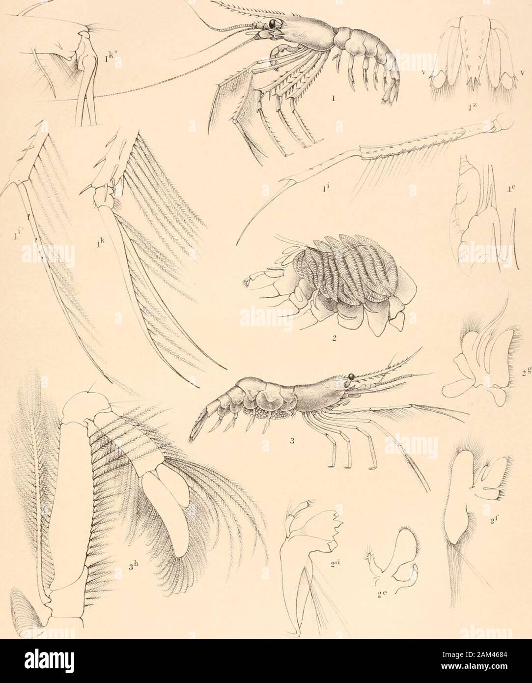 Report on the scientific results of the voyage of H.M.SChallenger during the years 1873-76 : under the command of Captain George SNares, R.N., F.R.Sand Captain Frank Turle Thomson, R.N. . i1 nal J.CRichards lith. I HYMENODORA CLAUCA.2. DO MOLLICUTIS. fianiiai^t. imp PLATE CXXXVIII. PLATE CXXXVIII. Stylodactylus discissipes (p. 851).Fig. 1. Lateral view of male ; enlarged twice. lc. Second antenna ; peduncle and part of frontal margin. i. Second gnathopod ; li, dactylos. Ik. First pereiopod. Ik. First pereiopod ; articulation of chela reversed. lvzv. Rhipidura. Stylodactylus orientalis (p. 854 Stock Photo