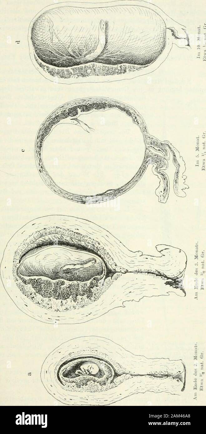 Handbuch Der Physiologie Des Menschen In Dem Uterusnimmt Man Den