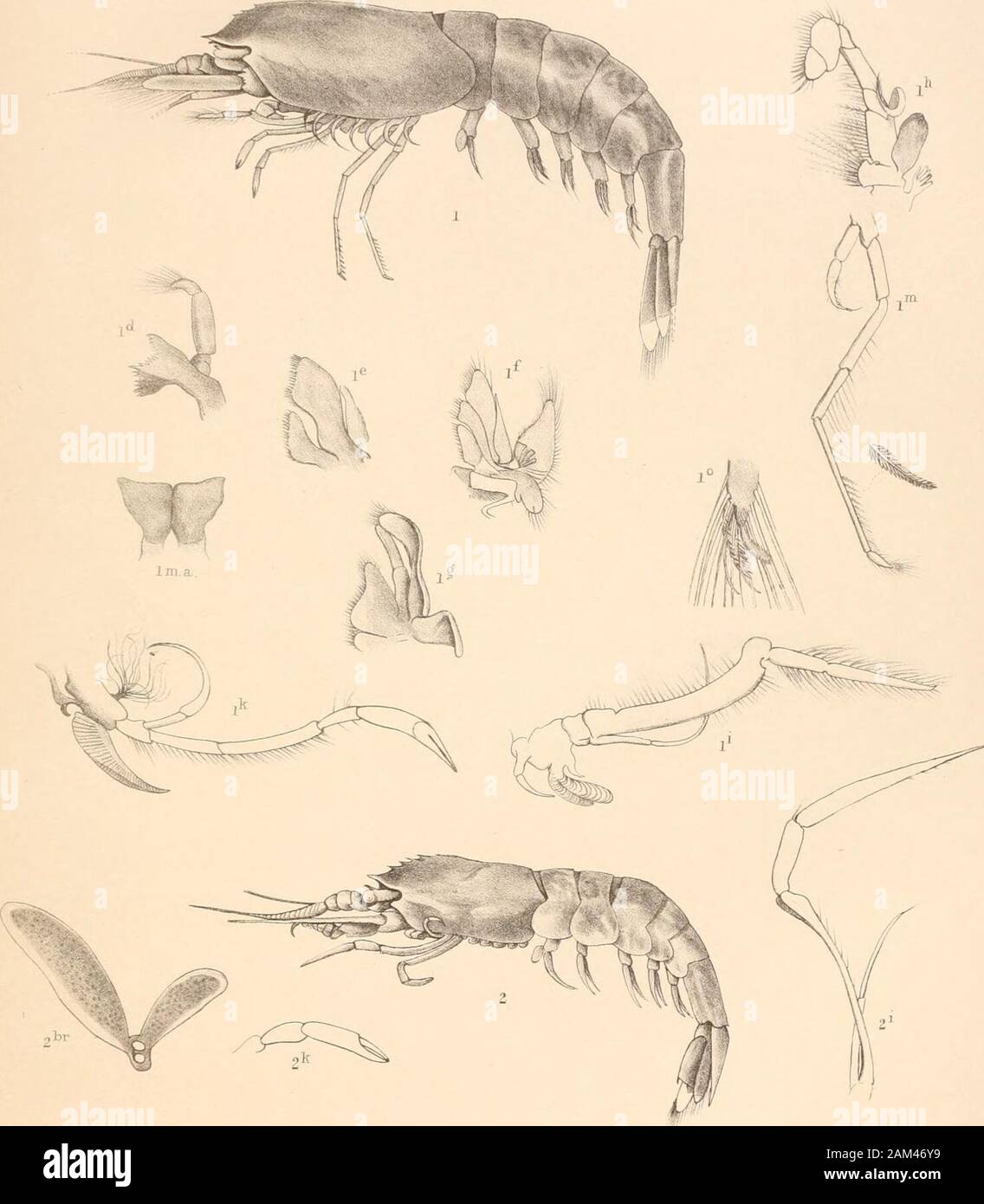 Report on the scientific results of the voyage of H.M.SChallenger during the years 1873-76 : under the command of Captain George SNares, R.N., F.R.Sand Captain Frank Turle Thomson, R.N. . I I.TROPIOCARIS PLANIPES. 3. HYMENODORA DUPLEX 2. D° TENUIPES. 4. D° ROSTRATA 5 HYMENODORA MOLLIS . HsrVharl PLATE CXXXVII. (ZOOL. CHALL. EXP. PART LII. 1888.) Fff. 6 PLATE CXXXVII. Hymenodora glauca (p. 847).Fig. 1. Lateral view ; enlarged twice.Id. Mandible.lm.a. Metastoma.le. First siagnopod.If Second siagnopod.lg. Third siagnopod.lh. First gnathopod.li. Second gnathopod.Ik. First pereiopod.m. Third perei Stock Photo