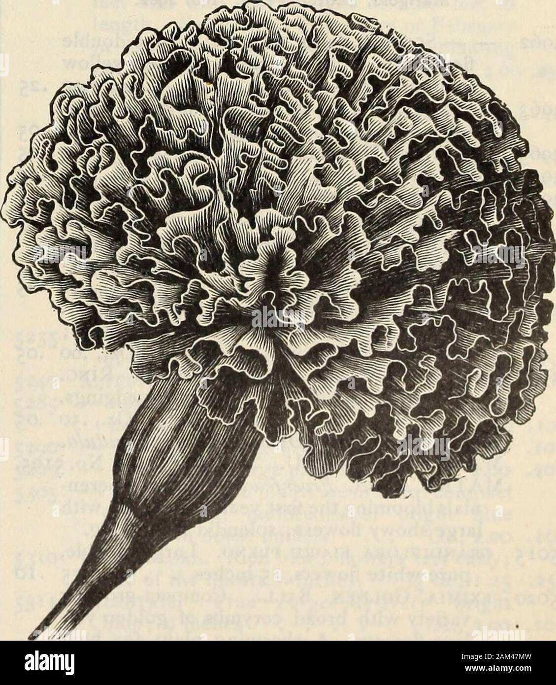 Farquhar's catalogue : spring 1904 . No. 4905 49104918 Malope Grandiflora. No. 4890. MALVA — Continued.MOSCHATA. Musk Mallow. Flowers rose-colored; hardy perennial, blooming the firstseason if sown early; 2 ft. . Oz., 1.00— alba. Pure white flowers . 1.00MATHIOLA bicornis. Fragrant Even-ing Stock. This hardy annual is desirablefor the delightful fragrance its gives offtowards evening; flowers crimson; 1 ft.,Aug. to Oct Oz., .30 Pkt. 1010. African Marigold. No. 4920. MARIGOLD. Tagetes. Well-known hardyannuals of easiest cultivation, producing agorgeous display from July until frost.4920 African Stock Photo