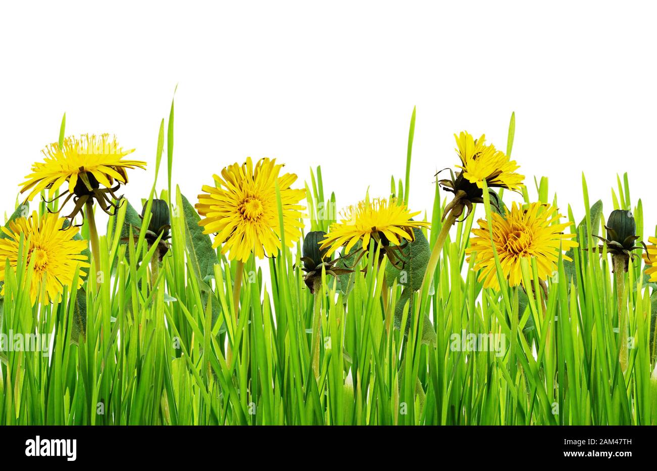 Green grass and dandelion flowers isolated on white. Seamless pattern ...
