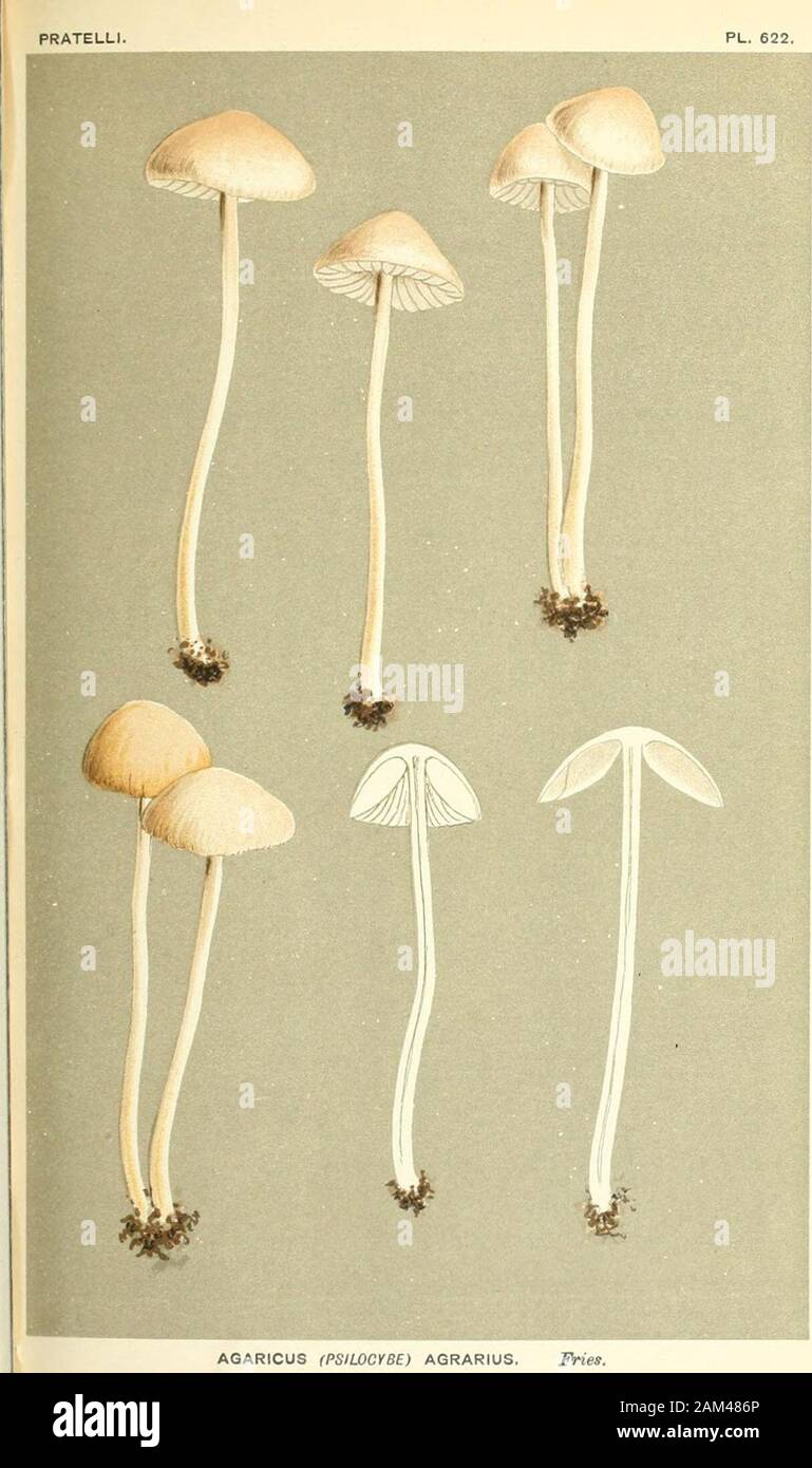 Illustrations of British Fungi (Hymenomycetes), to serve as an atlas to the 'Handbook of British Fungi' . AGARICUS (PSIIC •:,:i ARECLATUS. Klutsch.on garden hcds. Mildmaii Park, London. ^ly, 1869. I PL. 622.. ^1, AGARICUS (PSIUyCYBE) AGRARIUS. Fries. on the ground. Shrewsbury. Aug., 1882. PRATELLI. PL. 607. 6 Stock Photo
