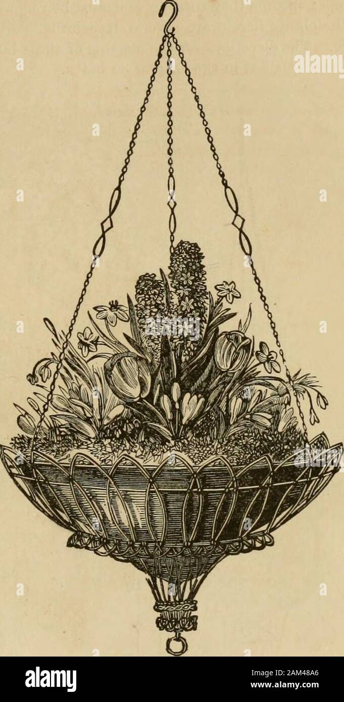 Window Gardening Devoted Specially To The Culture Of Flowers And